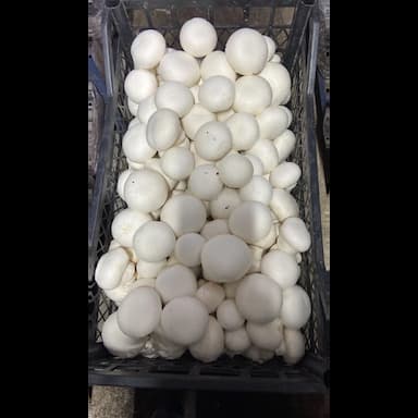 mushroom - 0.99 usd