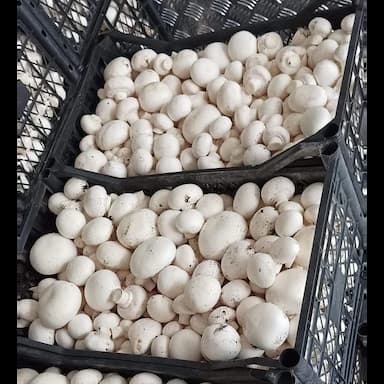mushroom - 0.99 usd
