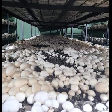 mushroom - 0.99 usd
