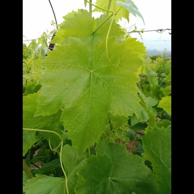 green grape leaves - 4.99 usd