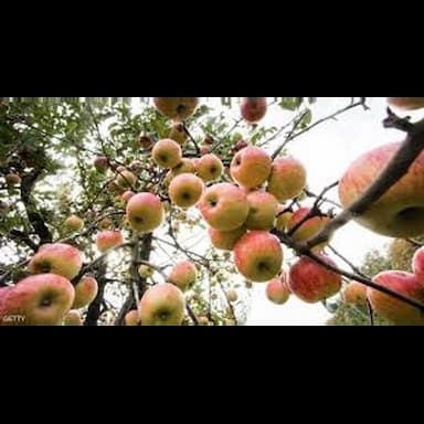 fresh apple - 5.49 usd